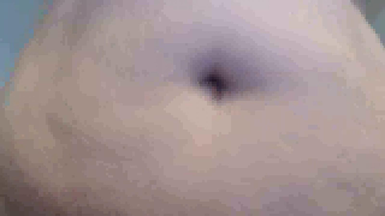 curvyredhead video cam release [2021/12/19]
