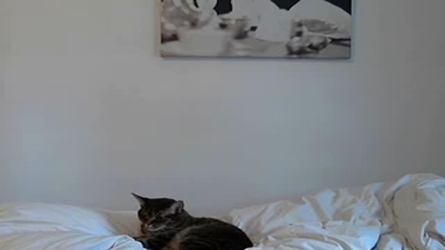 DiamondSkys recorded [2016/03/01 18:17:06]
