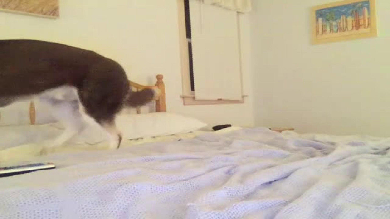 zerglush [2017/09/17 02:40:12]
